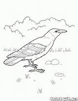 Raven Coloring Pages Bird Colorkid Template sketch template