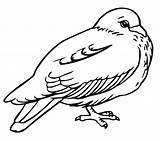 Coloring Pigeon Pages Printable Bird Kids Results Bestcoloringpagesforkids sketch template