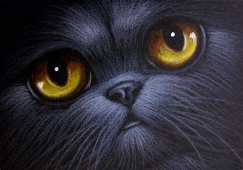 Black Persian Cat Big Eyes 2 By Cyra R Cancel From Gallery