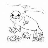 Seal Phoque Marin Mer Coloriages Corail Etoile Animals Colorier Ko Albumdecoloriages sketch template