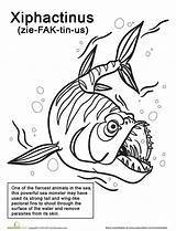 Scary Fish Xiphactinus Coloring Drawing Awesome Easy Kids Animal Week Pages Things Sea Getdrawings Color Creatures Looking Mean Extinct sketch template