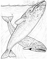 Whale Coloring Pages Whales Grey Humpback Blue Realistic Marine Drawing Jumping Water Breaching Animals Gray Killer Cetaceans sketch template
