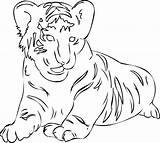 Kleurplaten Tigers Tijger Amur Tigre Kleurplaat Tekeningen Tijgers Siberian Coloriages Designlooter Maskottchen Tier Bengal Squirrel Coloring2 sketch template