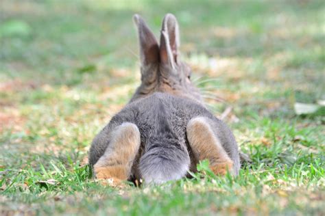 rabbit tail   guide  bunny tails  bunny hub