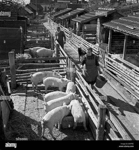 united cooperative workers feed young pigs  roudnice breeding station czechoslovakia