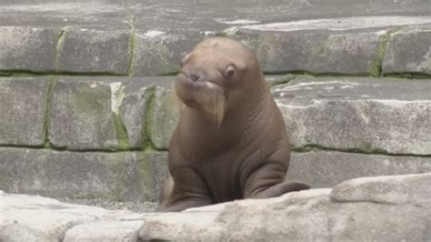 cute   walrus pup born  german zoo   debut youtube