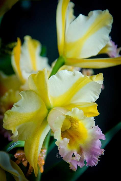 1000 Images About Orchids Rare On Pinterest Orchid