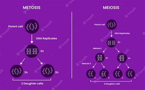 unterschiede zwischen mitose und meiose mitose  meiose medizinisches infografik design