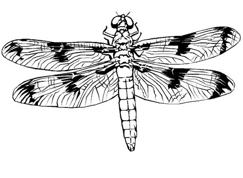 dragonfly coloring page coloring home