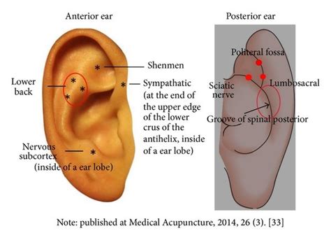 ear acupoints selected  treatment  scientific diagram
