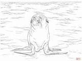 Lobo Kolorowanka Foka Druku Szara Marinho Marino Foki Mamydzieci Seal Bałtyckim Morzu Australiano sketch template