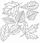 Leaves Fall Clip Coloring Pages Clipart Getdrawings sketch template