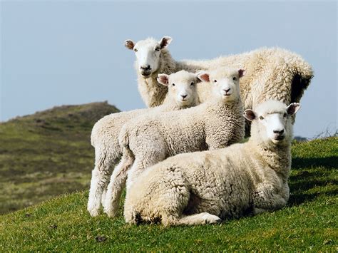 Sheep Portrait Image New Zealand National Geographic