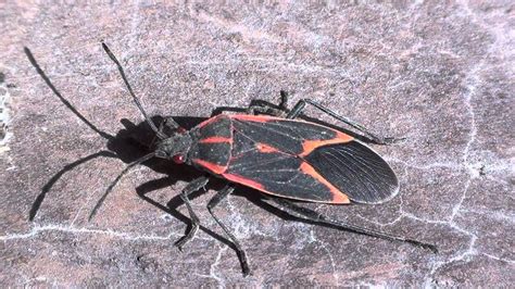 box elder bug rhopalidae boisea trivittata youtube