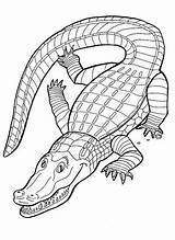Krokodile Krokodil sketch template