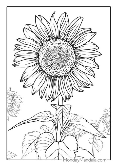 downloadable sunflower coloring pages