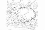 Beaver Eurasian Coloring Kids Pages Bank River Mammals Information sketch template