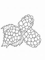 Blackberry Coloring Blackberries Drawing Printable Pages Color Supercoloring sketch template