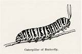 Caterpillar Butterfly Drawing Butterflies Choose Board Moths sketch template