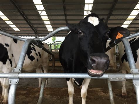 Serunya Berkunjung Ke Dairy Village Lembang Mengintip Proses