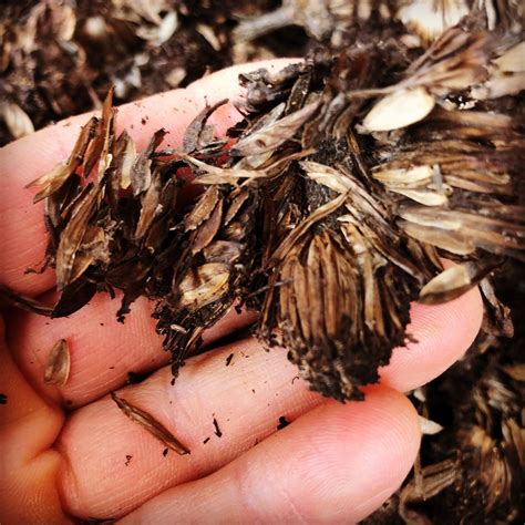 harvest zinnia seeds