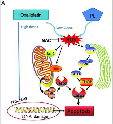 proposed signaling pathway schematic illustration  key findings