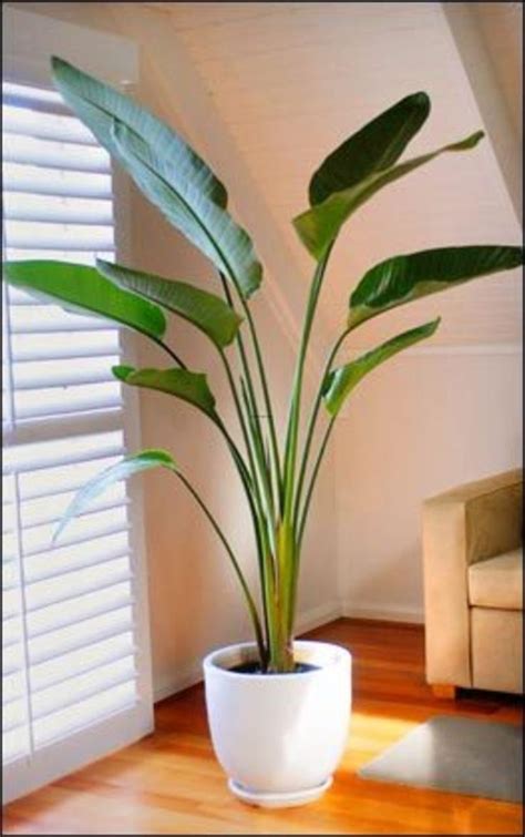 indoor palms images  pinterest indoor palm trees indoor palms  plants