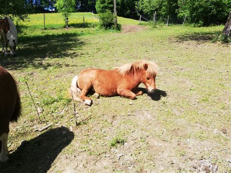 pferdemarkt pony  jaehrige minishettystute verkauft kaufen landwirtcom