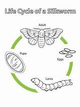 Cycle Silkworm Life Coloring Silk Drawing Moth Printable Pages Crafts Worm Worksheets Select Category Supercoloring Kids Nature Cartoons Animals Bible sketch template