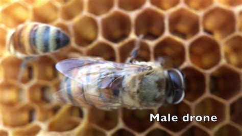 drone bee  queen bee comparison youtube