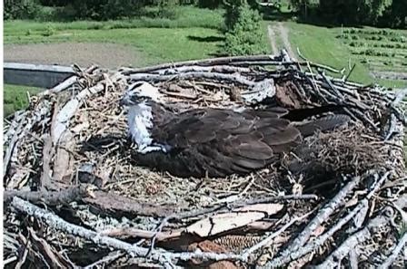raptor center osprey nest  minnesota landscape arboretum