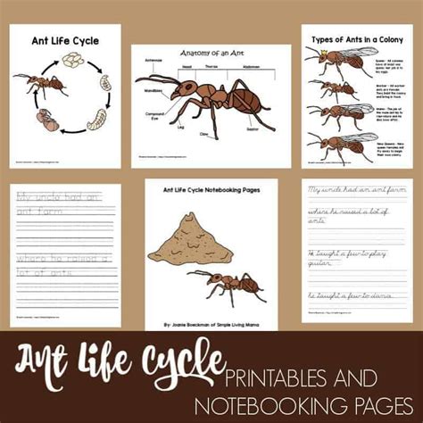 life cycle   ant printables  notebooking pages simple living mama