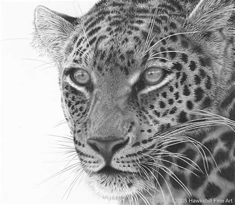 realistic animal drawings
