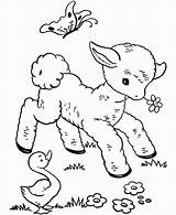 Sheep Coloring Pages Baby Cute Printable Kids sketch template