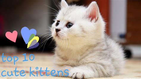Top 10 Cute Heart Melting Kittens Youtube