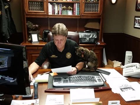 cornbread the baxter county sheriff s office office cat