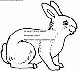 Coloring Rabbits Pages Book sketch template