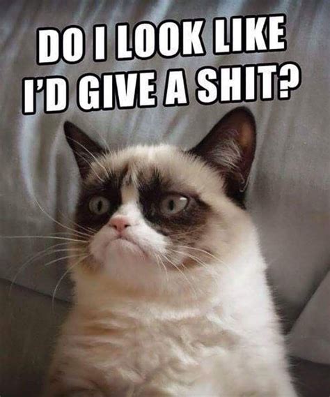 pin by helen on cat grumpy cat meme grumpy cat funny cat pictures