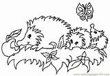 Hedgehog Printable Getdrawings Coloring Pages sketch template