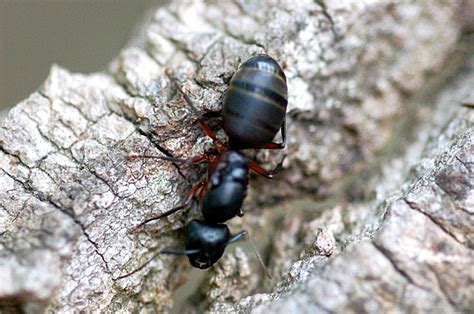 edupic ant bee  wasp images