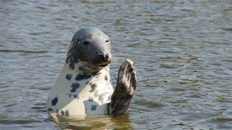 meer grijze zeehonden  ooit  waddenzee nh nieuws