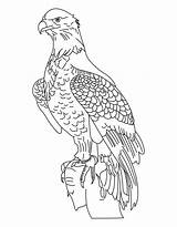 Coloring Bald Eagle Library Clipart Eagles Baby sketch template
