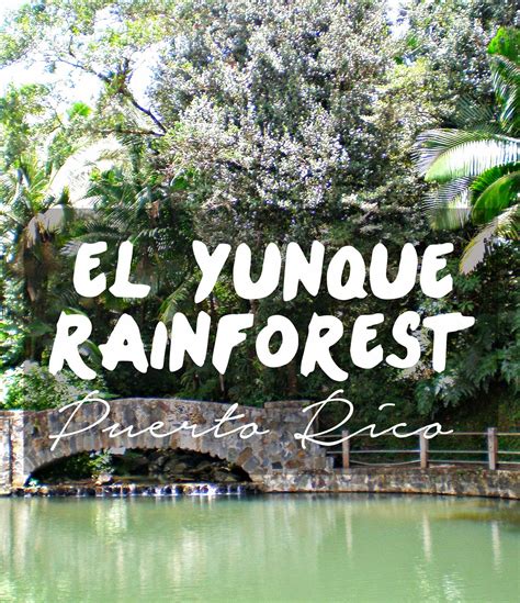 El Yunque Rainforest Puerto Rico Cosmos Mariners
