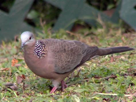 eastern spotted dove spilopelia chinensis