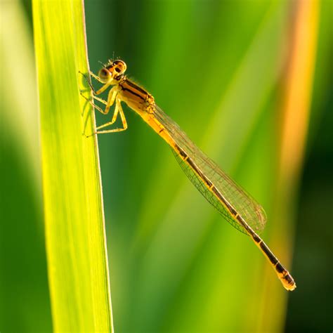 Dragonfly And Damselfly Beneficial Insects Harvest To Table