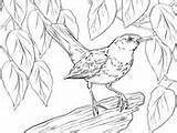 Blackbird Coloring Pages Male Birds sketch template