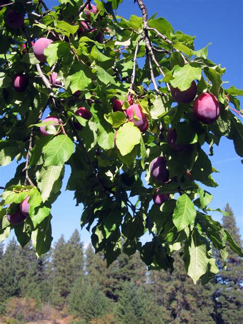 letters  shenanigan valley idaho lady bountiful shakes  plum tree