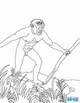 Homo Para Colorear Habilis Sapiens Coloring Prehistoricos Animales Pages Tool Color Print sketch template