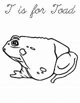 Bullfrog Toad Coloring Pages sketch template
