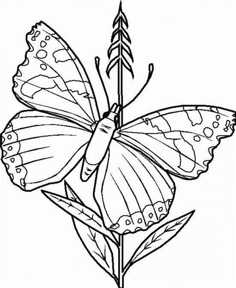 butterfly coloring pages mackira thanatos